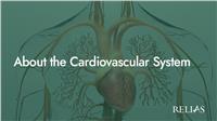 About the Cardiovascular System