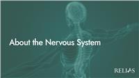 About the Nervous System