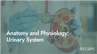 Anatomy and Physiology: Urinary System