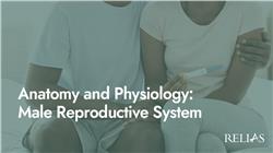 Anatomy and Physiology: Male Reproductive System